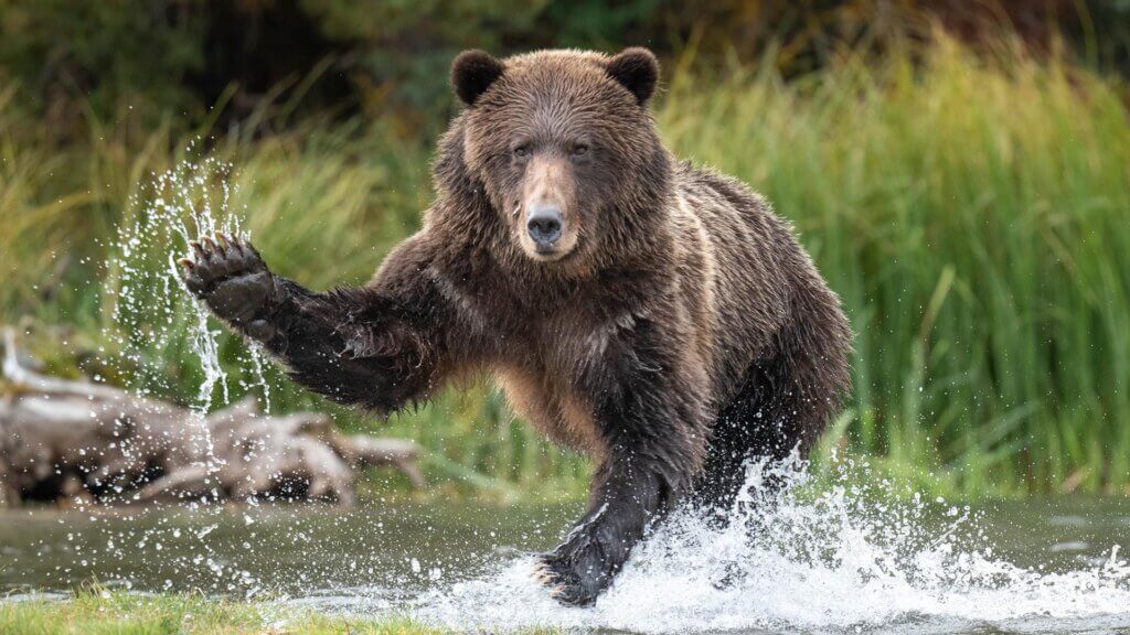 Wildlife photos require quick focusing and shutter speeds