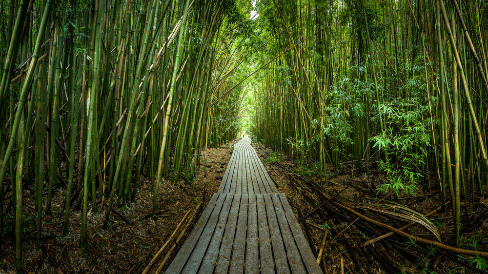 bambook forest HDR photo Maui