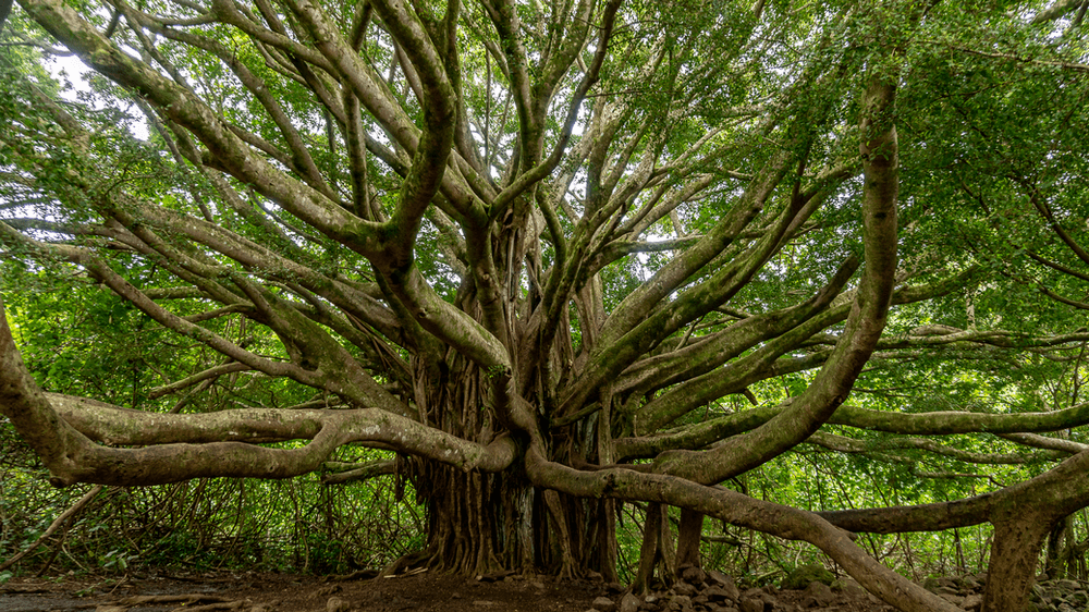 Banyan tree in Haleakala National Park
