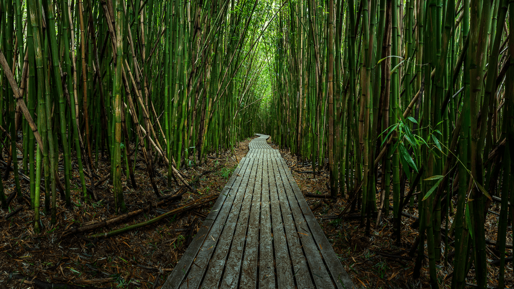 bamboo forest HDR panorama