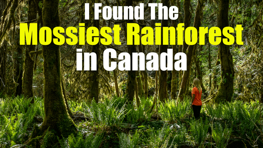 The mossiest rainforest in Canada