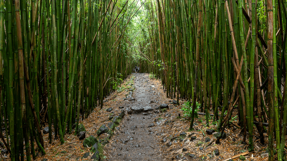 HDR photo of a bamboo forest