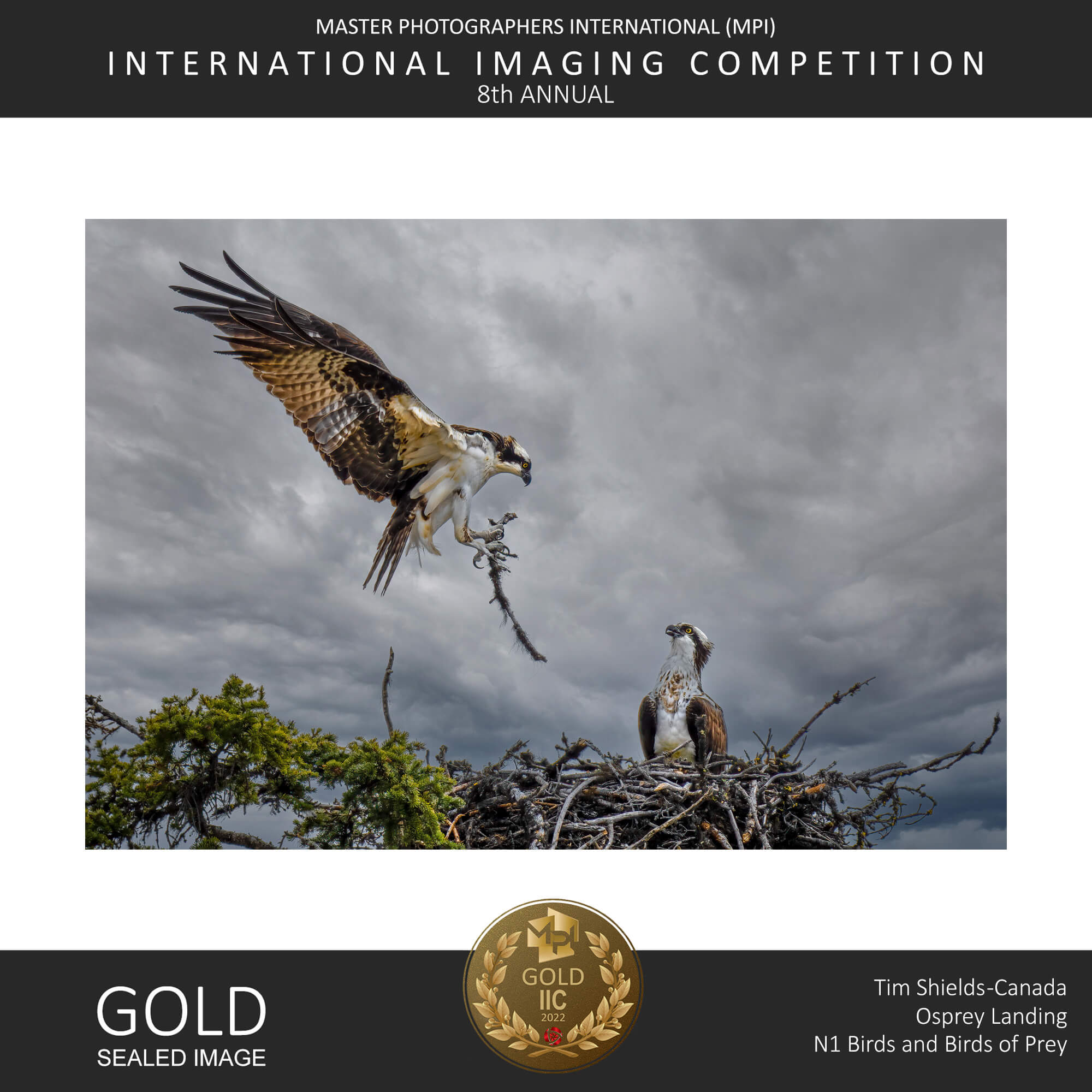 Tim Shields wins gold in prestigious photo contest! - Tim Shields