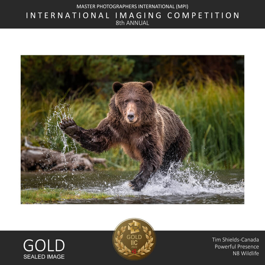 Tim Shields photography takes photo of running grizzly bear and wins gold award in photo contest.